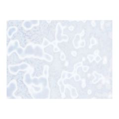 Bullseye Ring Mottles 6013-00 White NON FUSIBLE (&plusmn;25x29cm)