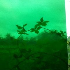 Seville Double Rolled Lime green