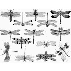 Decals libellen zilver 4,25 x 2,25 cm