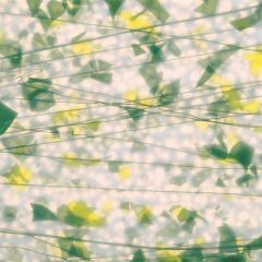Summer: Green,Yellow on Lacy white